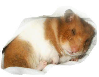 hamster1.gif